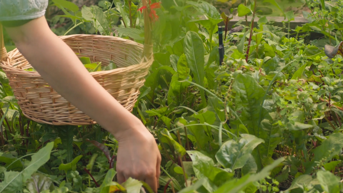 A woman gardening, searching for natural ingredients like the one's we use in all our products