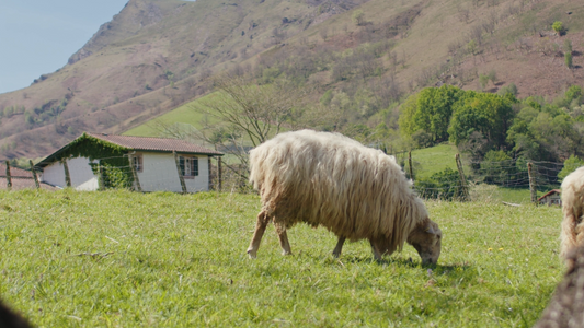 Sheep grazing in a sunny Welsh field with traditional building and mountain backdrop—capturing the essence of Welsh countryside and culture for parents learning Welsh terminology