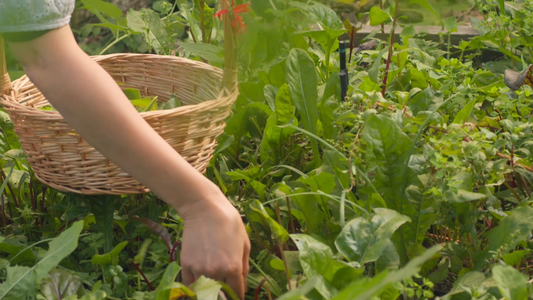A woman gardening, searching for natural ingredients like the one's we use in all our products