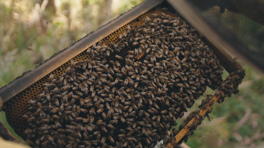 Bees in a hive producing propolis, a natural ingredient used in baby skincare